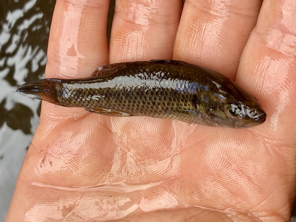Balston's perchlet (Nannatherina balstoni) — Percichthyidae