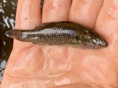 Balston's Pygmy Perch photo 1