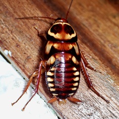 Periplaneta australasiae image