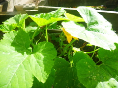 Cucurbita maxima maxima