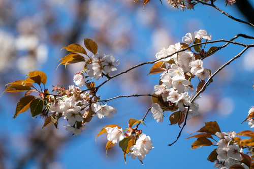 Image of Prunus jamasakura by (c) WATANABE Hitoshi 渡辺仁, some rights reserved (CC BY)