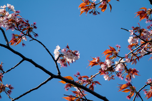 Image of Prunus jamasakura by (c) WATANABE Hitoshi 渡辺仁, some rights reserved (CC BY)
