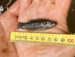 Balston's Pygmy Perch photo 2
