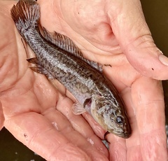 Nightfish photo 2