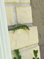 Anolis carolinensis