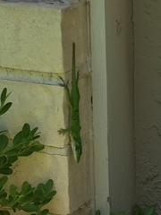 Anolis carolinensis