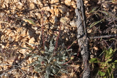 Chaenactis santolinoides