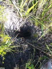 Hystrix africaeaustralis