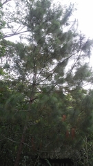 Pinus maximinoi