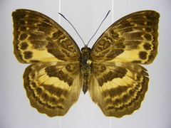 Bebearia carshena
