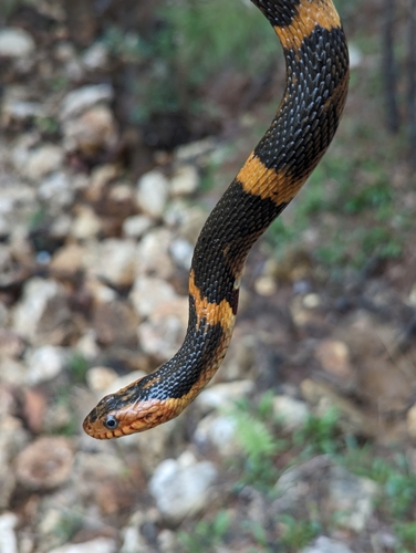 Banded Watersnake, photo 7 of 7