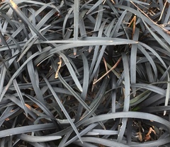 Ophiopogon planiscapus