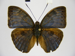 Bebearia carshena