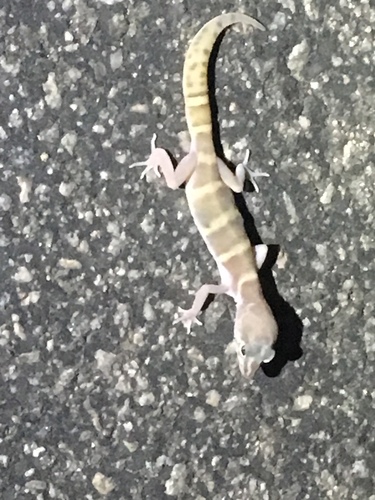 iNaturalist observation photo of Western Banded Gecko