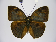 Bebearia carshena