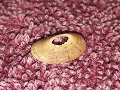 Amblychilepas nigrita