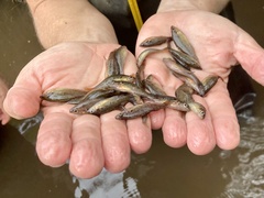 Little Pygmy Perch photo 4