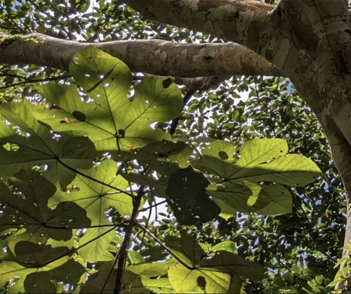 Cecropia ficifolia, photograph 6