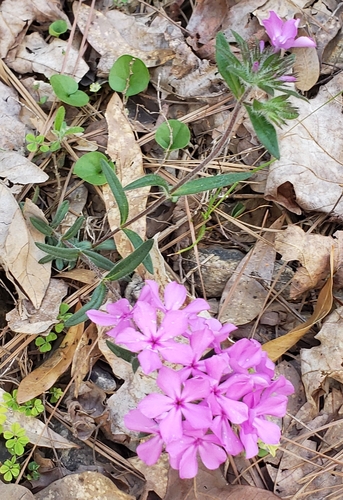 Image of Phlox amoena by (c) Stephan Eselgroth, some rights reserved (CC BY-SA)