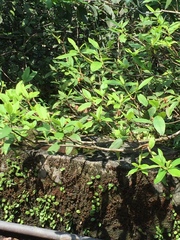 Rhododendron mucronatum