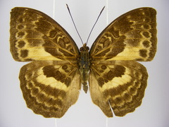 Bebearia carshena
