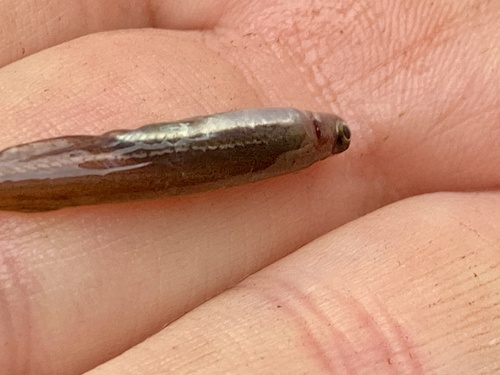 Galaxias (Galaxiella munda) — Galaxiidae — 4