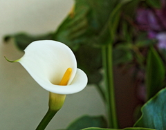Zantedeschia