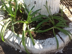 Agapanthus caulescens