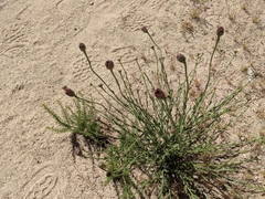 Adenophyllum cooperi