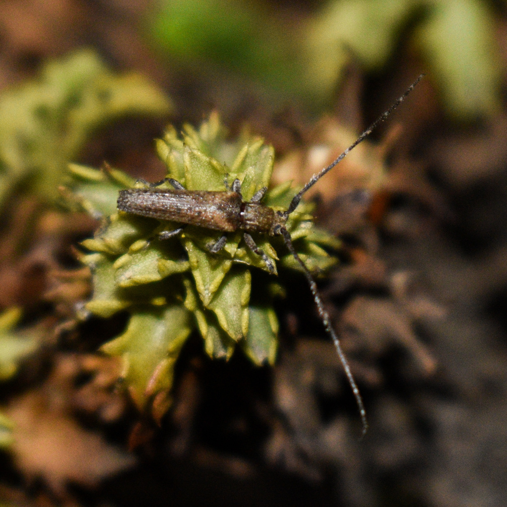 Neohebestola vitticollis