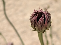 Adenophyllum cooperi