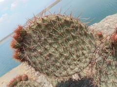 Opuntia perotensis