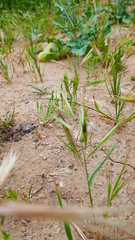 Brachypodium distachyon