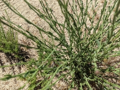 Adenophyllum cooperi