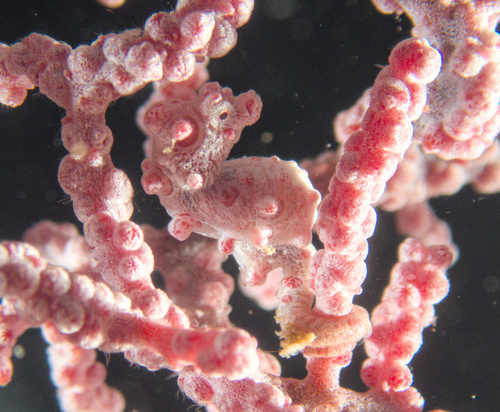 Pygmy Seahorse — seen at this dive site