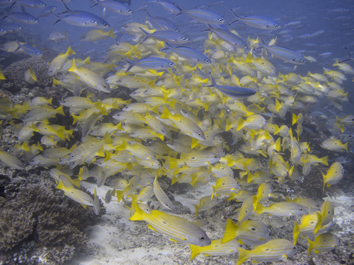 Blackspot Snapper — seen at this dive site