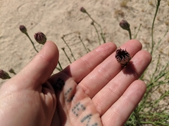 Adenophyllum cooperi