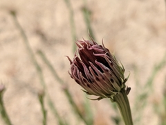 Adenophyllum cooperi