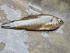 Balston's Pygmy Perch photo 5