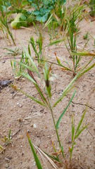 Brachypodium distachyon
