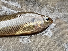 Balston's Pygmy Perch photo 3
