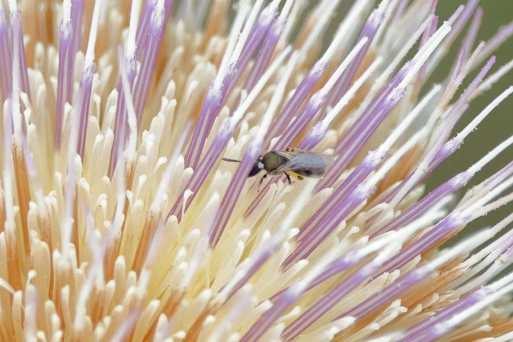 Lasioglossum floridanum