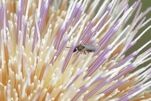 Lasioglossum floridanum