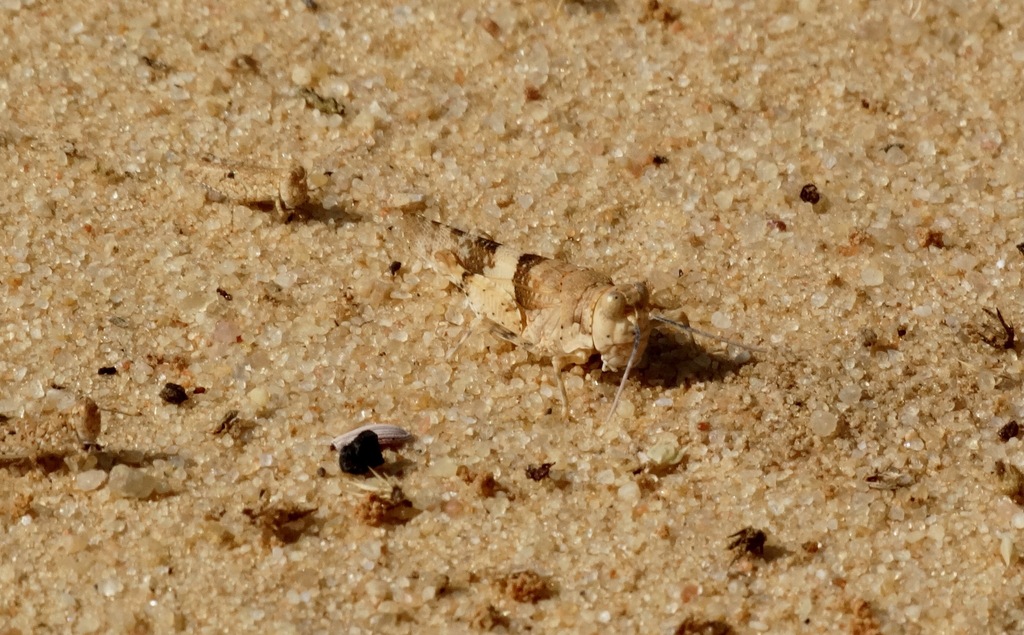 Eurysternacris