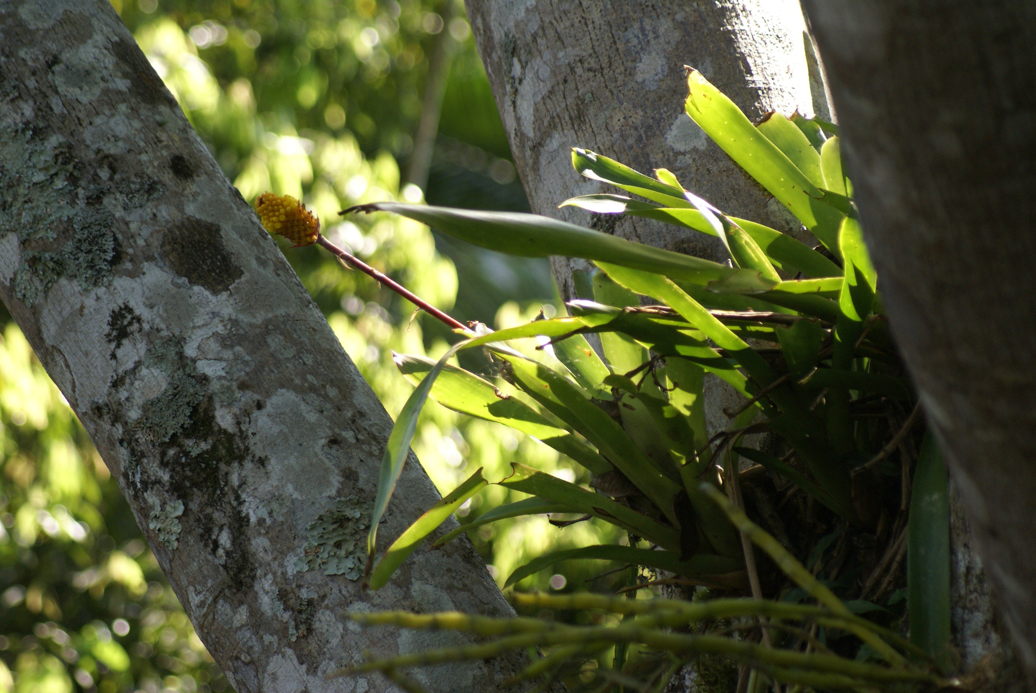 Aechmea calyculata