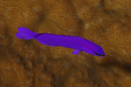 Orchid Dottyback — seen at this dive site