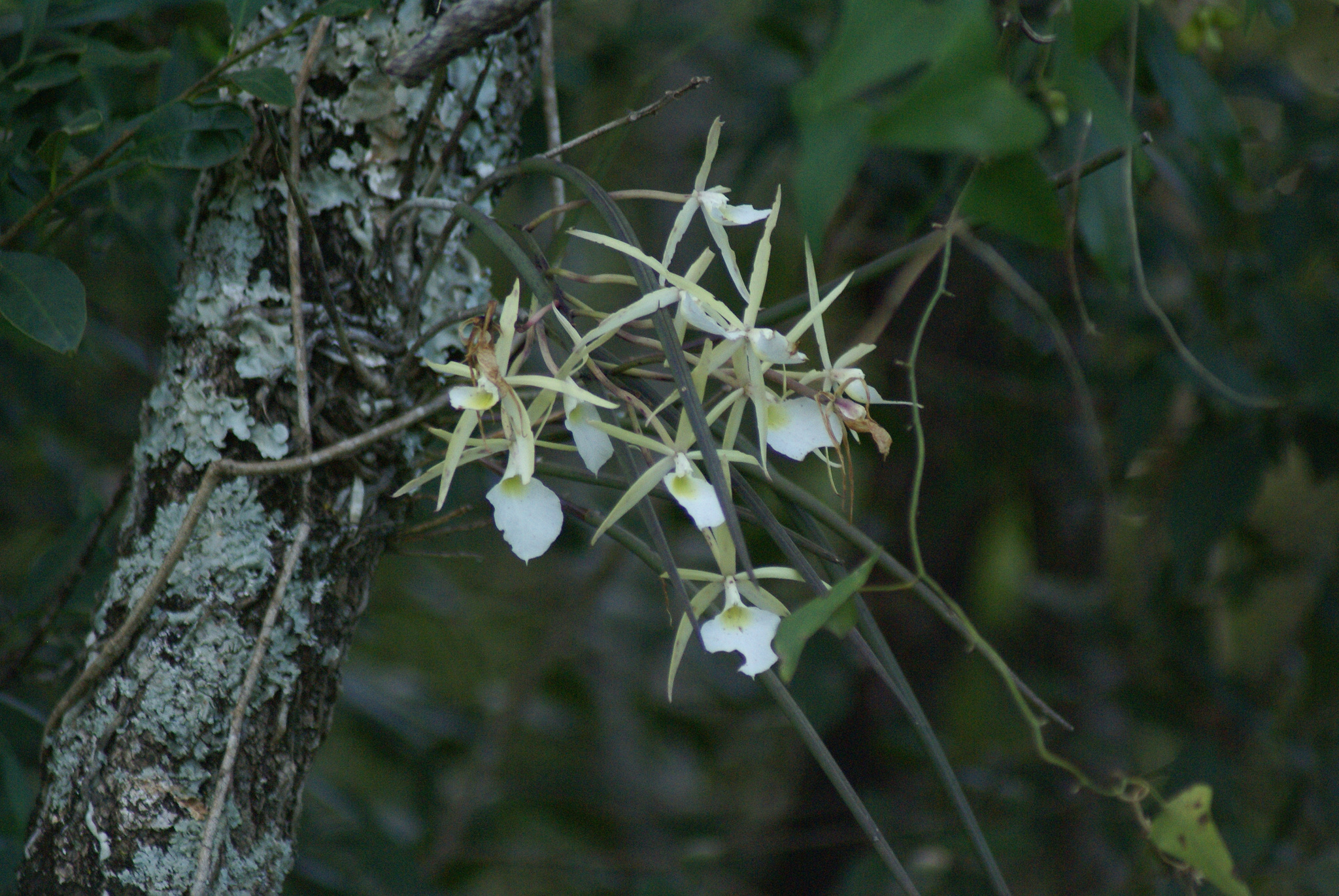 Brassavola tuberculata