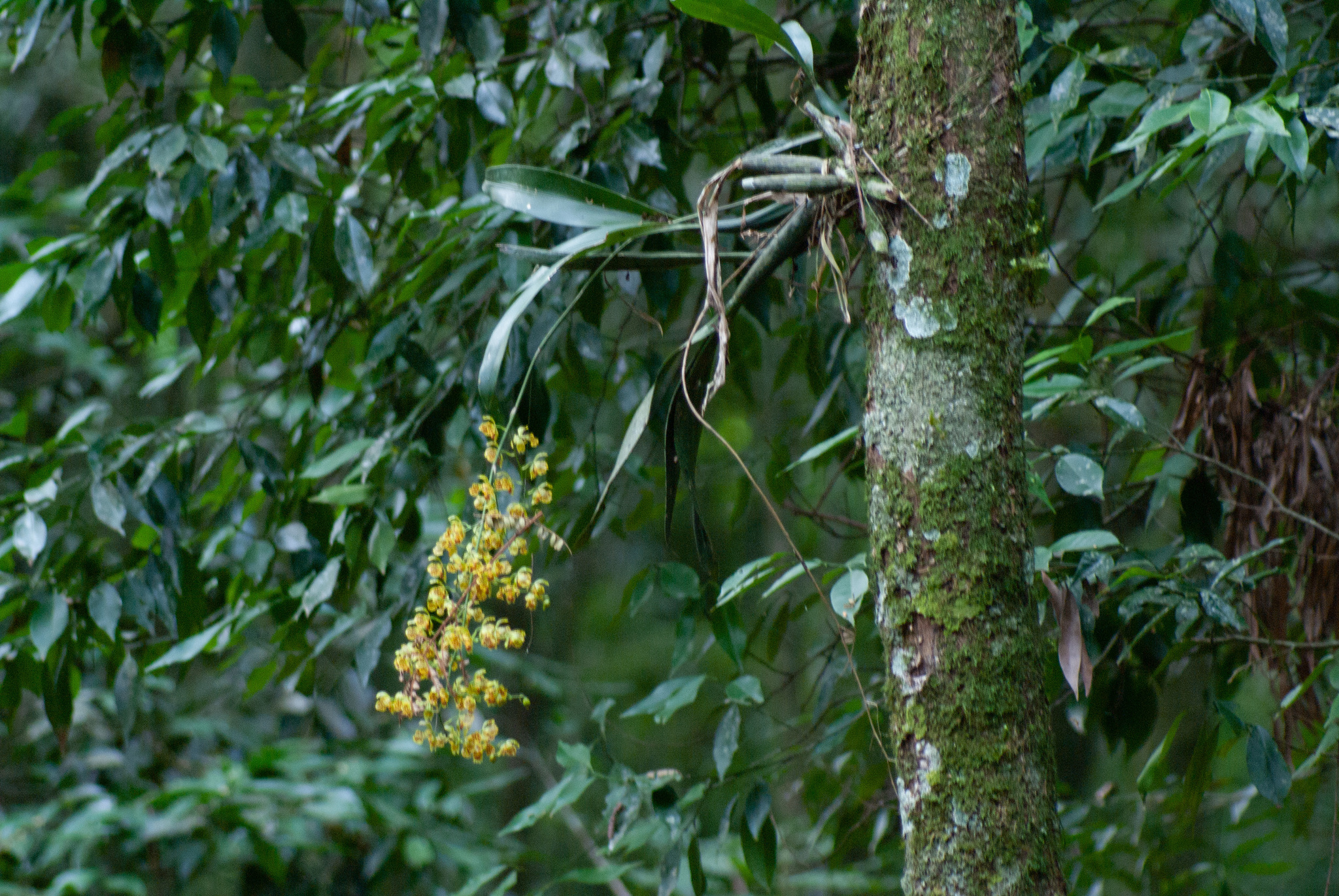 Gomesa riograndensis