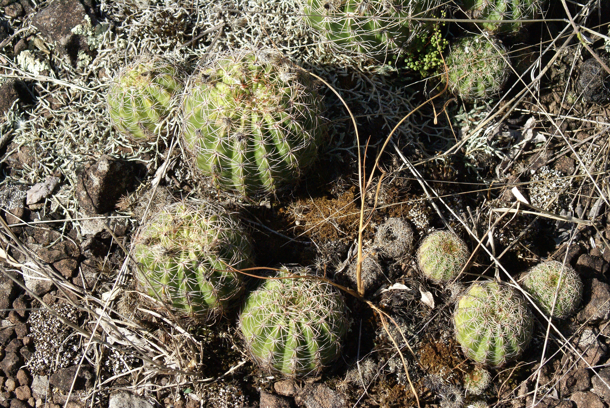 Parodia linkii