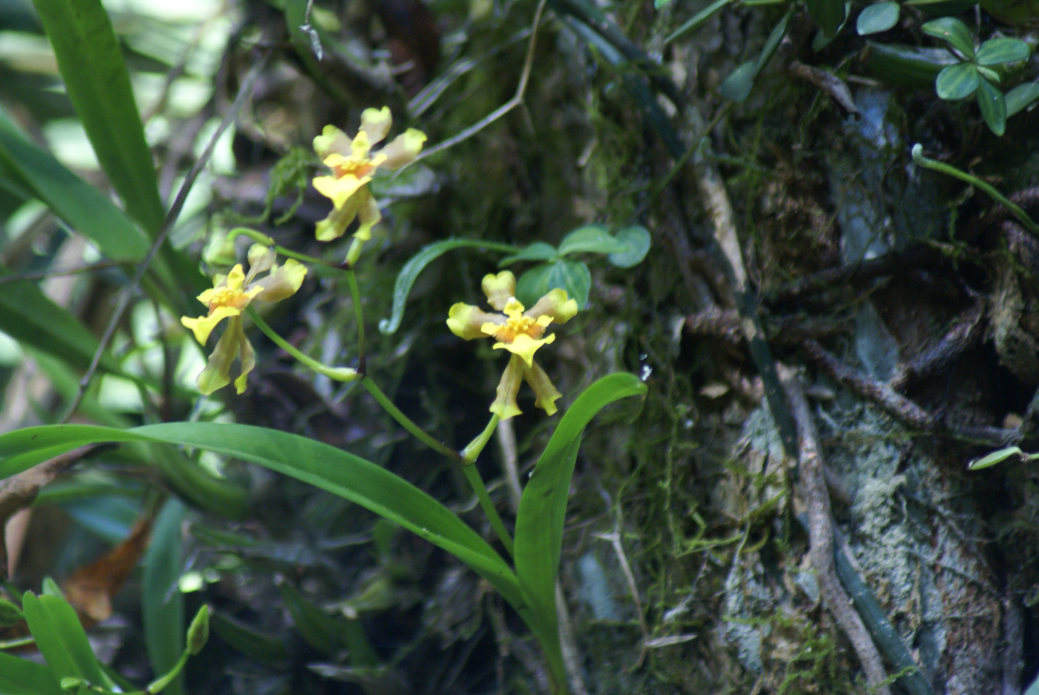 Gomesa longipes